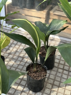 ASPIDISTRA VARIEGADA