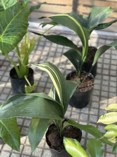 ASPIDISTRA VARIEGADA - comprar online