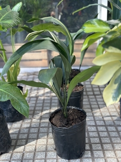 Imagen de ASPIDISTRA VARIEGADA