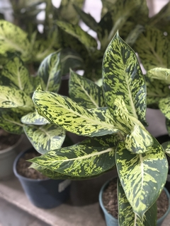 AGLAONEMA BRASIL - El Viverito