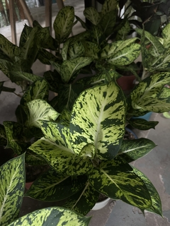 AGLAONEMA BRASIL - comprar online