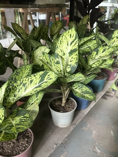 AGLAONEMA BRASIL en internet