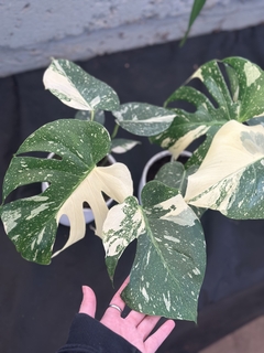 Monstera Thai Constellation - comprar online