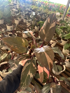 Philodendron Pink princess - El Viverito