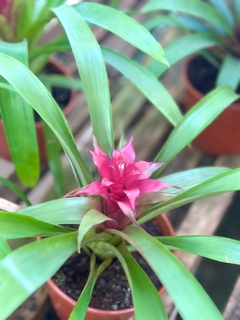 BROMELIA GUZMANIA - comprar online