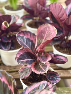 CALATHEA ROSEOPICTA Princess Jessie - comprar online