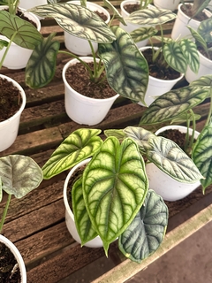 Alocasia dragón scale - comprar online