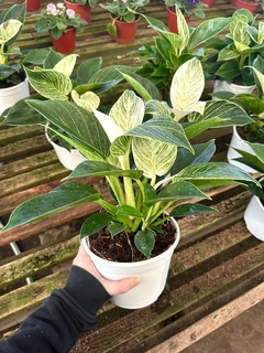 PHILODENDRON BIRKIN en internet