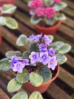 VIOLETA AFRICANA - comprar online