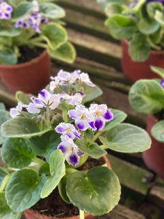 VIOLETA AFRICANA en internet