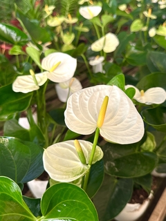 ANTHURIUM - comprar online