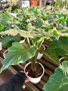 Alocasia low rider - comprar online