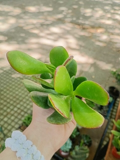 PLANTA JADE SUCULENTA - comprar online