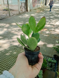 PLANTA JADE SUCULENTA