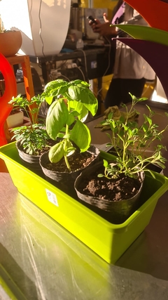 COMBO AROMATICAS + MACETA JARDINERA
