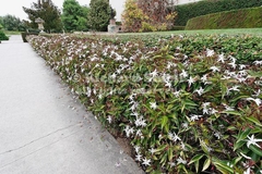 JAZMIN ESTRELLA ( JASMINUM NITIDUM )