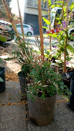 JAZMIN CHINO ( JASMINUM POLIANTHUS ) - comprar online