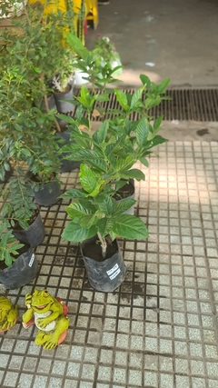 JAZMIN ( HIBISCUS ) INJERTADO 4LTS