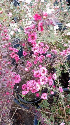 LEPTOSPERMUM Manuka