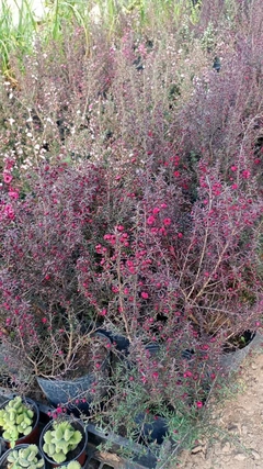 LEPTOSPERMUM Manuka - comprar online