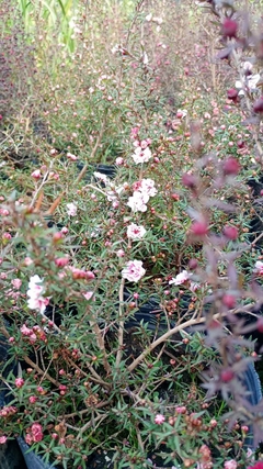 LEPTOSPERMUM Manuka en internet