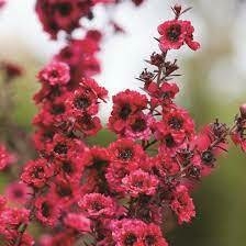 LEPTOSPERMUM SC.RED DAMASK 4LTS - comprar online