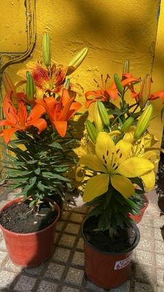 LILIUM