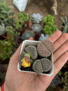 SUCULENTA LITHOPS - comprar online