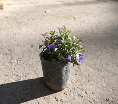 LOBELIA