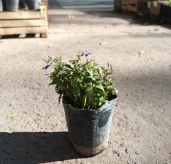 LOBELIA - comprar online