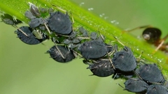 M ECO 100cc INSECTICIDA ACARICIDA BIO MAMBORETA en internet