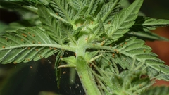 M ECO 100cc INSECTICIDA ACARICIDA BIO MAMBORETA - El Viverito