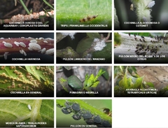 M ECO 100cc INSECTICIDA ACARICIDA BIO MAMBORETA - tienda online
