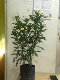 MARGARITA Euryops