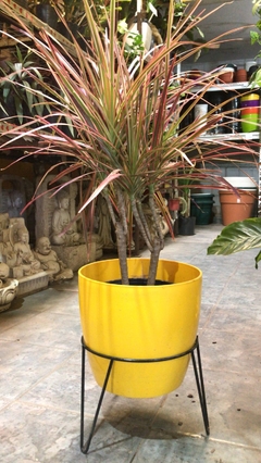 MARGINATA TRICOLOR