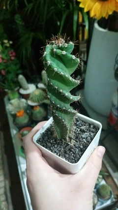 CACTUS ESPIRALADO MINI