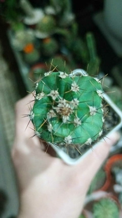 CACTUS ESPIRALADO MINI - comprar online