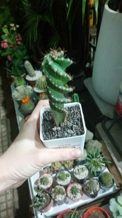 CACTUS ESPIRALADO MINI en internet