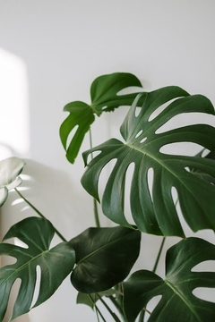 COMBO MACETA PREMIUM N27 + MONSTERA