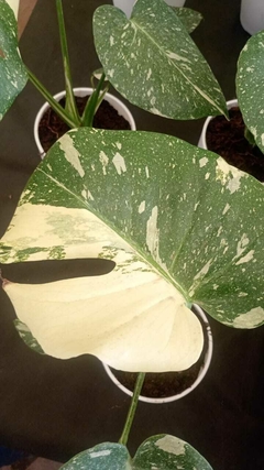 Monstera Thai Constellation - El Viverito