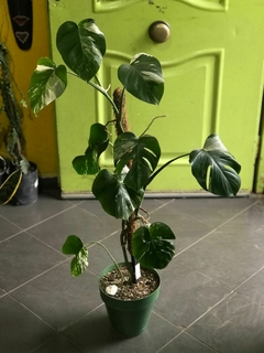 MONSTERA VARIEGADA ALBA M24
