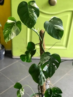 MONSTERA VARIEGADA ALBA M24 - comprar online