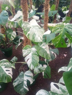 MONSTERA VARIEGADA ALBA M24 en internet