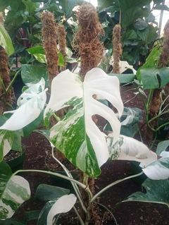MONSTERA VARIEGADA ALBA M24 - tienda online