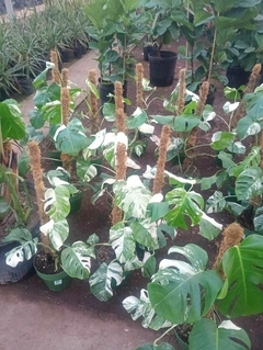 MONSTERA VARIEGADA ALBA M24 - El Viverito