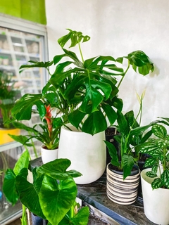 COMBO MACETA PREMIUM N27 + MONSTERA + PIE - YA LISTO! en internet