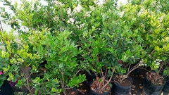 OLEA TEXANA