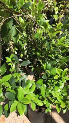 OLEA TEXANA