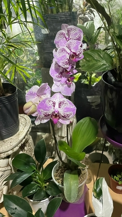 ORQUIDEA PHALAENOPSIS M13 OFERTA FLORECIDAS en internet