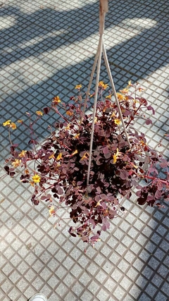OXALIS TREBOL